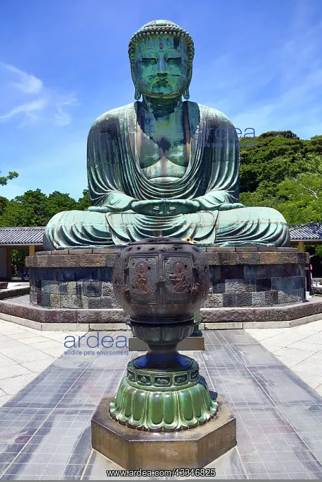 : 80199176 The Great Buddha of Kamakura, a statue : 80199176 The Great Buddha of Kamakura, a statue
