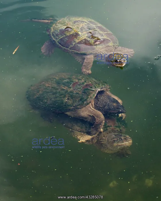 : 80199191 Snapping Turtles - mating Maryland, USA : 80199191 Snapping Turtles - mating Maryland, USA