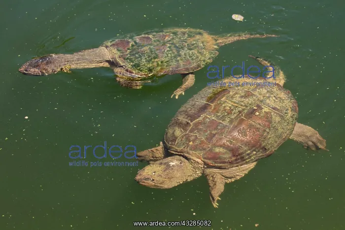 : 80199192 Snapping Turtles Maryland, USA Chelydra : 80199192 Snapping Turtles Maryland, USA Chelydra