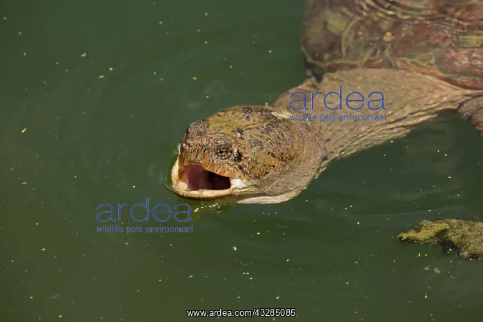 : 80199193 Snapping Turtle - feeding at surface Maryland : 80199193 Snapping Turtle - feeding at surface Maryland