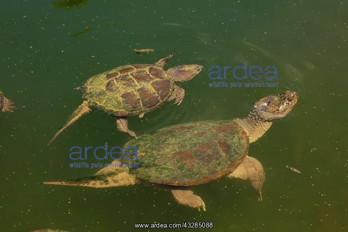 : 80199194 Snapping Turtles Maryland, USA Chelydra : 80199194 Snapping Turtles Maryland, USA Chelydra