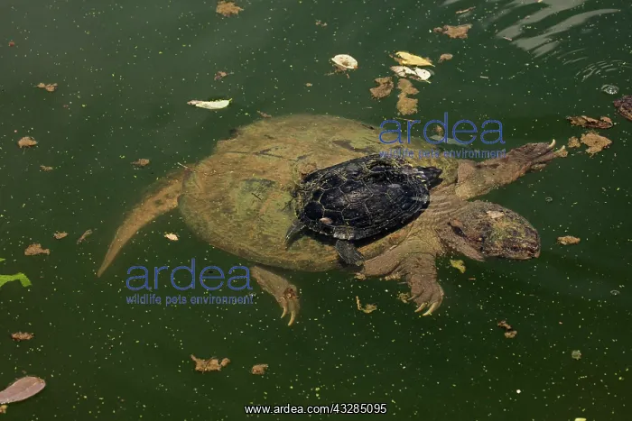 : 80199196 Snapping Turtle - with Painted Turtle (Chrysemys : 80199196 Snapping Turtle - with Painted Turtle (Chrysemys