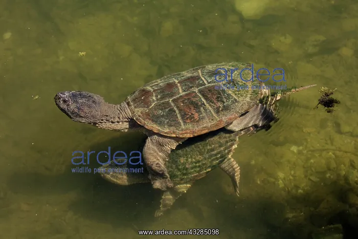 : 80199197 Snapping Turtles - mating Maryland, USA : 80199197 Snapping Turtles - mating Maryland, USA