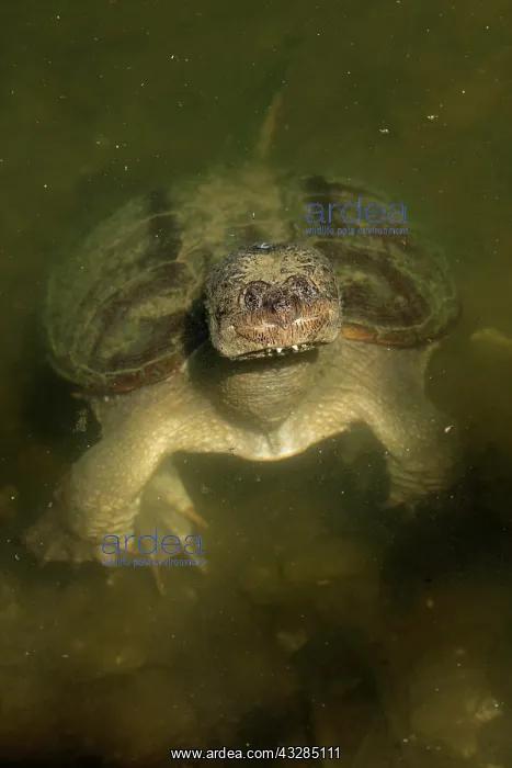 : 80199199 Snapping Turtles Maryland, USA Chelydra : 80199199 Snapping Turtles Maryland, USA Chelydra