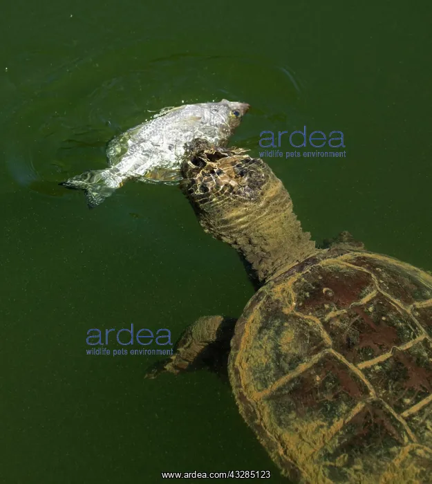 : 80199201 Snapping Turtle - feeding on White Crappie : 80199201 Snapping Turtle - feeding on White Crappie