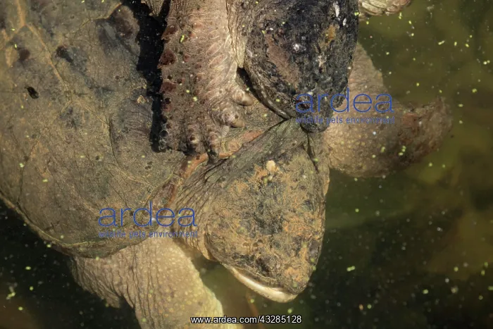 : 80199202 Snapping Turtles - mating Maryland, USA : 80199202 Snapping Turtles - mating Maryland, USA