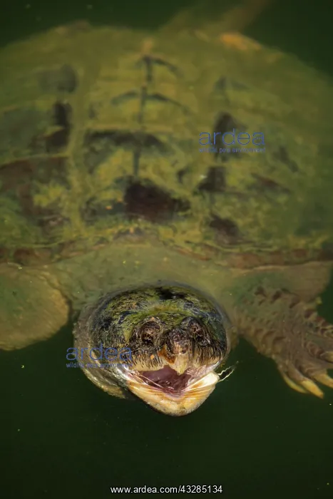 : 80199203 Snapping Turtle - feeding at surface Maryland : 80199203 Snapping Turtle - feeding at surface Maryland