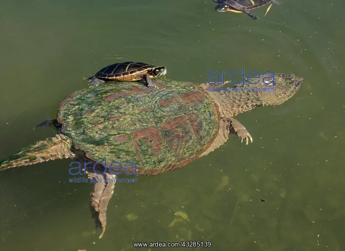 : 80199204 Snapping Turtle - with Painted Turtle (Chrysemys : 80199204 Snapping Turtle - with Painted Turtle (Chrysemys