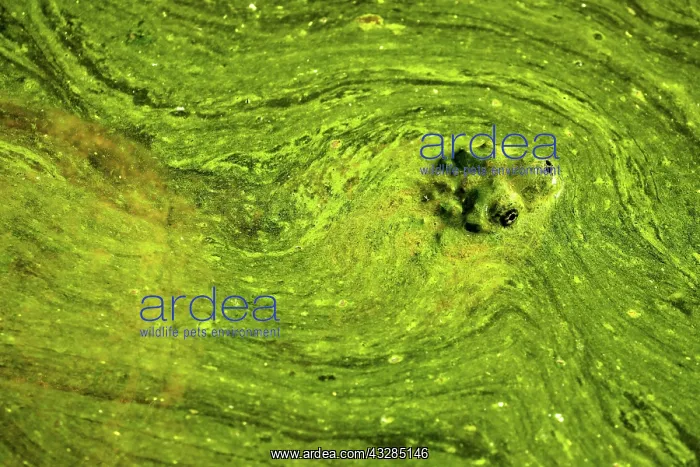 : 80199205 Snapping Turtle - with algal mat on pond : 80199205 Snapping Turtle - with algal mat on pond