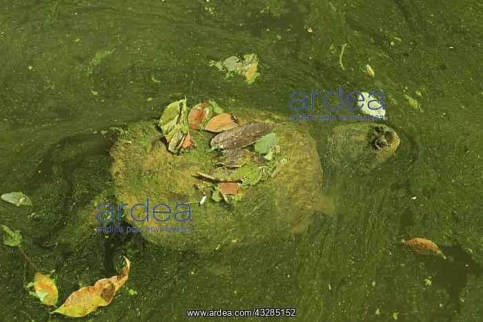 : 80199206 Snapping Turtle - with algal mat and fallen : 80199206 Snapping Turtle - with algal mat and fallen