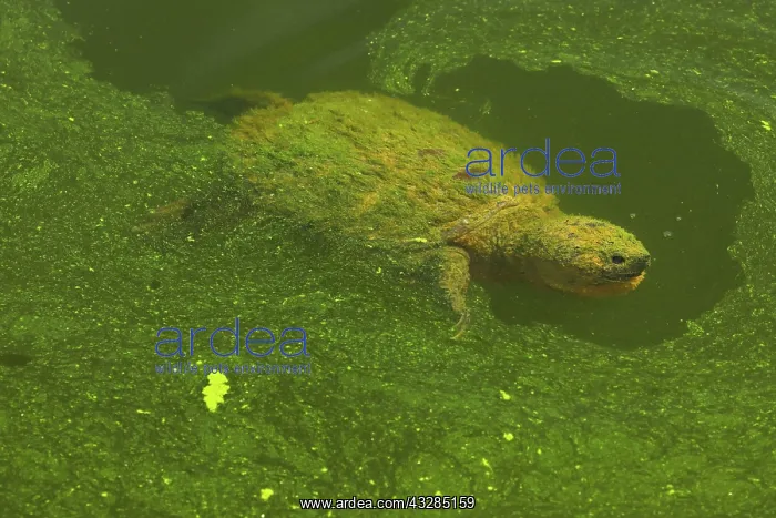 : 80199207 Snapping Turtle - with algal mat on pond : 80199207 Snapping Turtle - with algal mat on pond