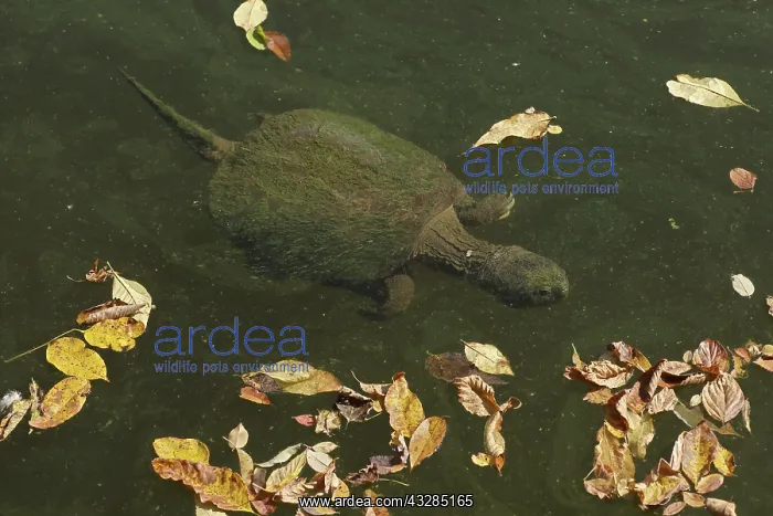 : 80199208 Snapping Turtle - with algal mat and fallen : 80199208 Snapping Turtle - with algal mat and fallen