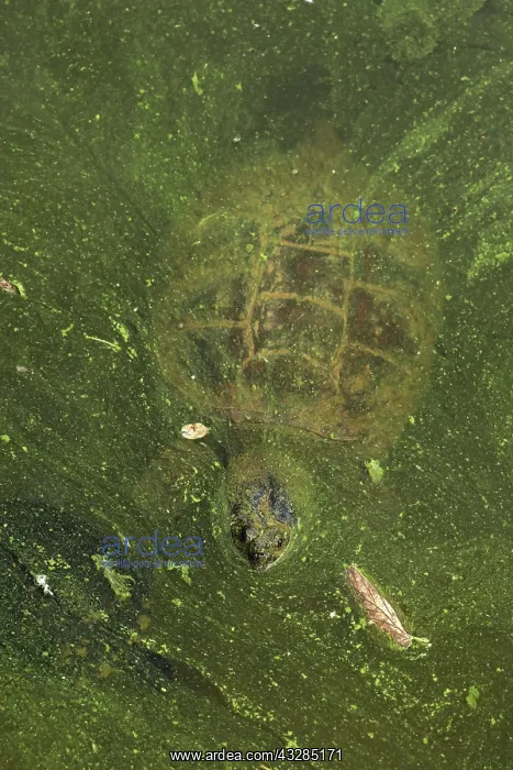 : 80199209 Snapping Turtle - with algal mat on pond : 80199209 Snapping Turtle - with algal mat on pond