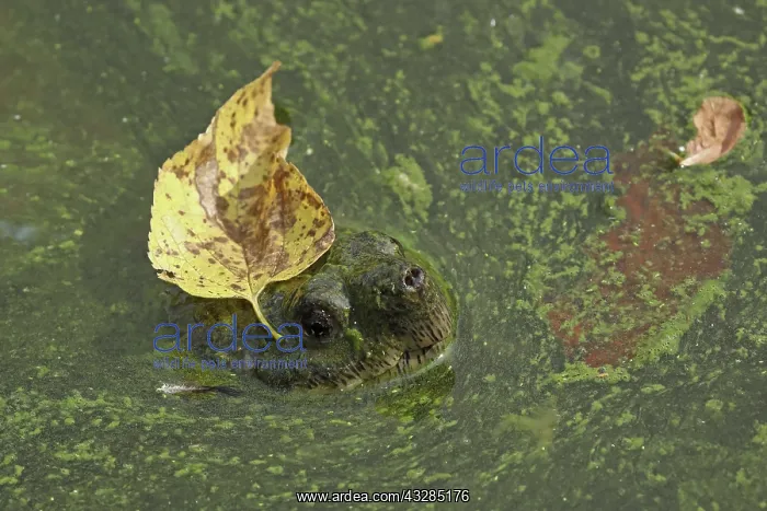 : 80199210 Snapping Turtle - with algal mat and fallen : 80199210 Snapping Turtle - with algal mat and fallen