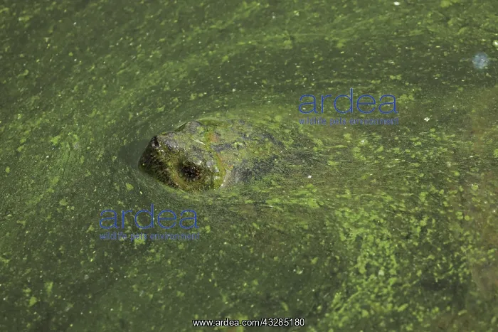: 80199211 Snapping Turtle - with algal mat on pond : 80199211 Snapping Turtle - with algal mat on pond