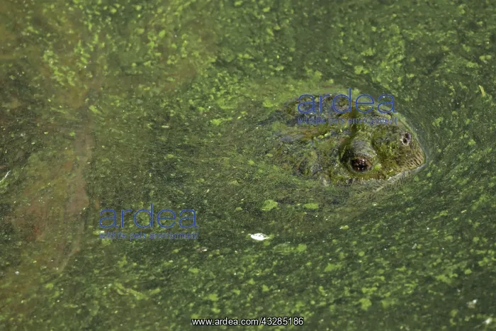 : 80199212 Snapping Turtle - with algal mat on pond : 80199212 Snapping Turtle - with algal mat on pond