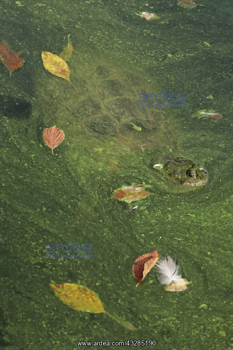 : 80199213 Snapping Turtle - with algal mat and fallen : 80199213 Snapping Turtle - with algal mat and fallen
