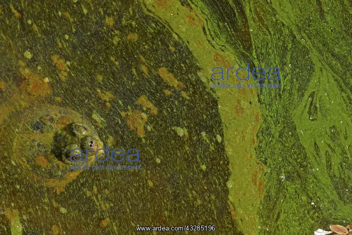 : 80199214 Snapping Turtle - with algal mat on pond : 80199214 Snapping Turtle - with algal mat on pond