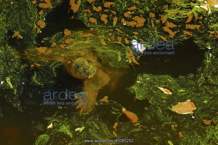 : 80199215 Snapping Turtle - with algal mat and fallen : 80199215 Snapping Turtle - with algal mat and fallen