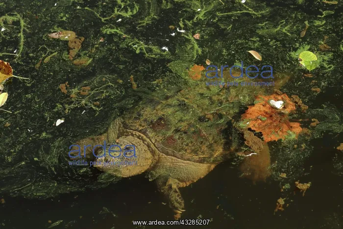 : 80199216 Snapping Turtle - with algal mat and fallen : 80199216 Snapping Turtle - with algal mat and fallen