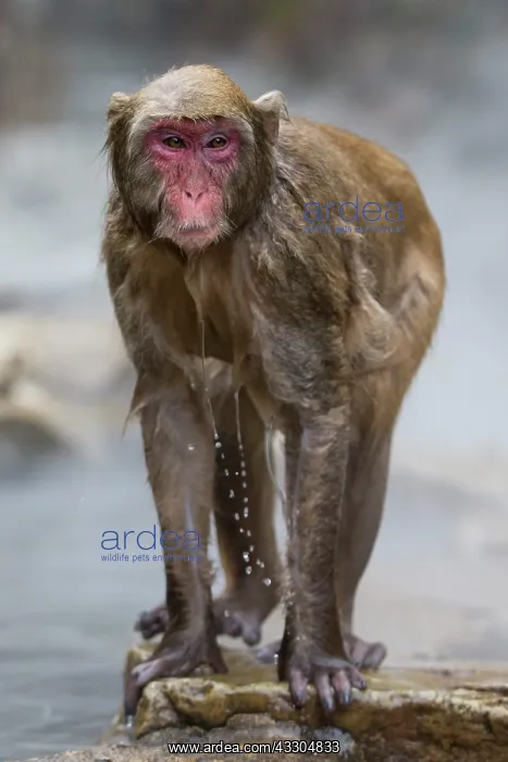 : 80199219 Japanese Macaque - geothermal pool Jigokudani : 80199219 Japanese Macaque - geothermal pool Jigokudani