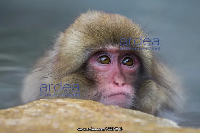  : 80199222 Japanese Macaque - geothermal pool Jigokudani