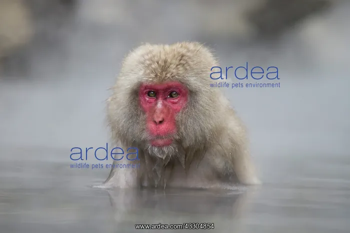 : 80199223 Japanese Macaque - geothermal pool Jigokudani : 80199223 Japanese Macaque - geothermal pool Jigokudani