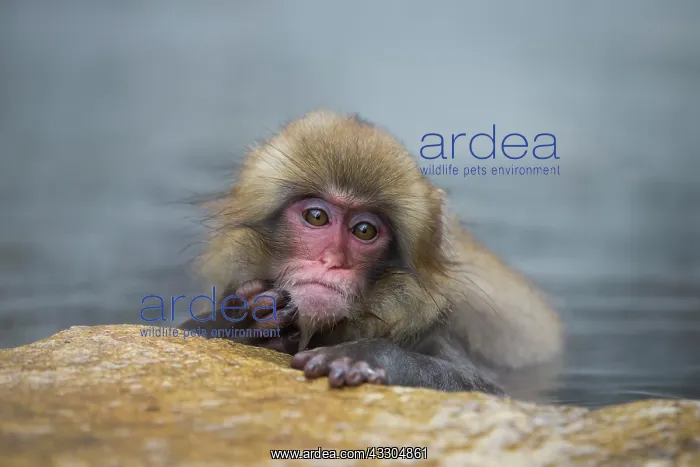 : 80199224 Japanese Macaque - geothermal pool Jigokudani : 80199224 Japanese Macaque - geothermal pool Jigokudani