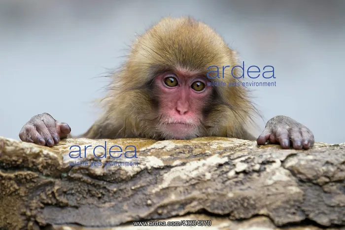 : 80199225 Japanese Macaque - geothermal pool Jigokudani : 80199225 Japanese Macaque - geothermal pool Jigokudani