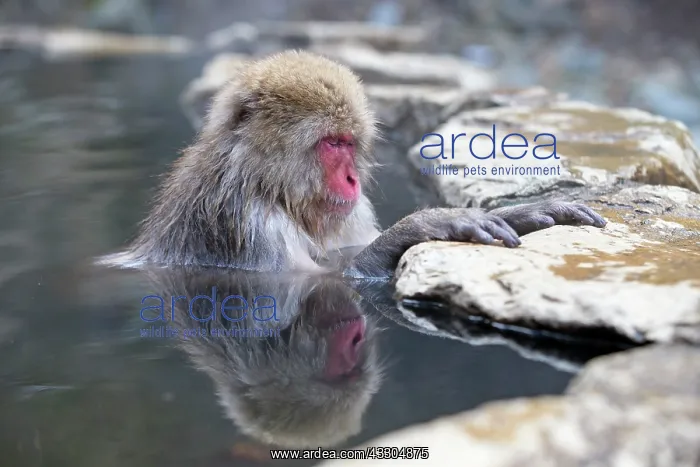 : 80199226 Japanese Macaque - geothermal pool Jigokudani : 80199226 Japanese Macaque - geothermal pool Jigokudani