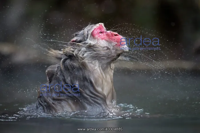 : 80199227 Japanese Macaque - shaking off water - : 80199227 Japanese Macaque - shaking off water -