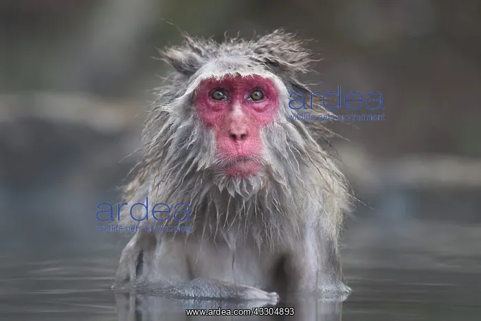 : 80199228 Japanese Macaque - geothermal pool Jigokudani : 80199228 Japanese Macaque - geothermal pool Jigokudani