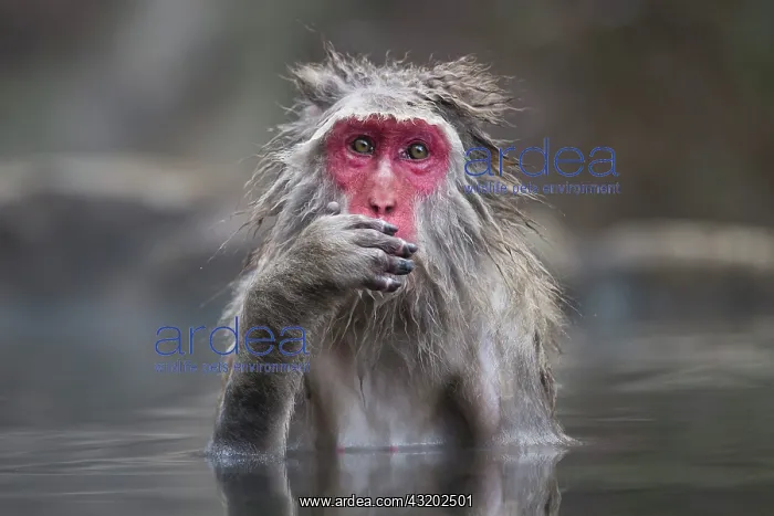 : 80199229 Japanese Macaque - geothermal pool Jigokudani : 80199229 Japanese Macaque - geothermal pool Jigokudani