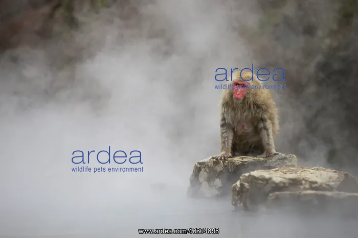 : 80199230 Japanese Macaque - geothermal pool Jigokudani : 80199230 Japanese Macaque - geothermal pool Jigokudani