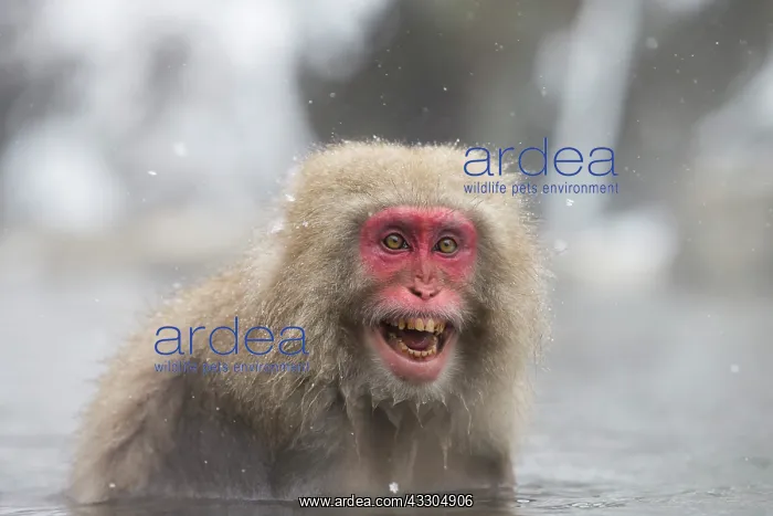 : 80199231 Japanese Macaque - geothermal pool Jigokudani : 80199231 Japanese Macaque - geothermal pool Jigokudani