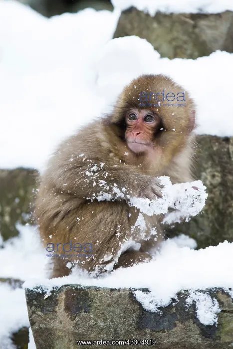 : 80199233 Japanese Macaque - young in snow Jigokudani : 80199233 Japanese Macaque - young in snow Jigokudani