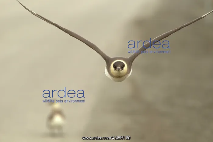  : 80199234 Artic Skua - adult in flight on outskirts