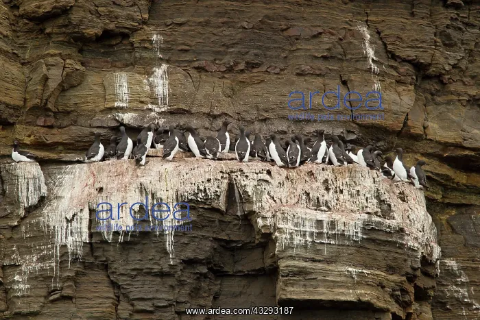 : 80199235 Brunnich's Guillemots - colony nesting : 80199235 Brunnich's Guillemots - colony nesting