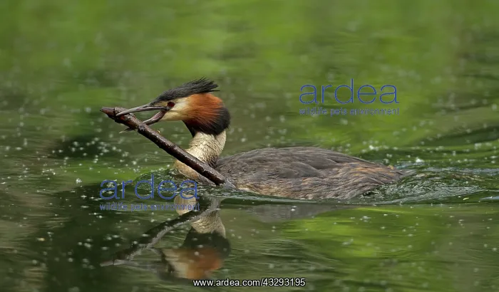 : 80199236 Great Grested Grebe - adult carrying stick : 80199236 Great Grested Grebe - adult carrying stick