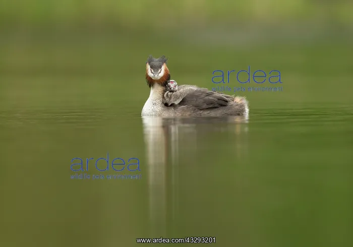 : 80199237 Great Grested Grebes - parent with chick : 80199237 Great Grested Grebes - parent with chick