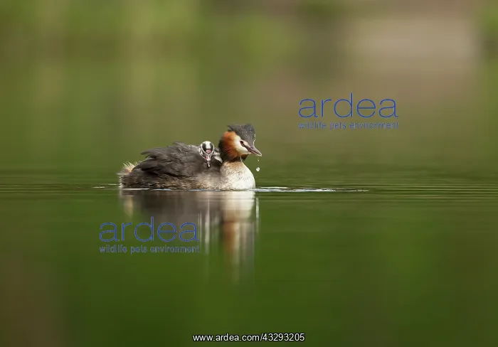 : 80199238 Great Grested Grebes - parent with chick : 80199238 Great Grested Grebes - parent with chick