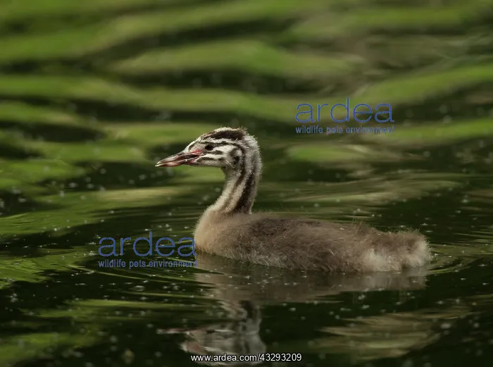: 80199239 Great Grested Grebe - chick swimming in : 80199239 Great Grested Grebe - chick swimming in