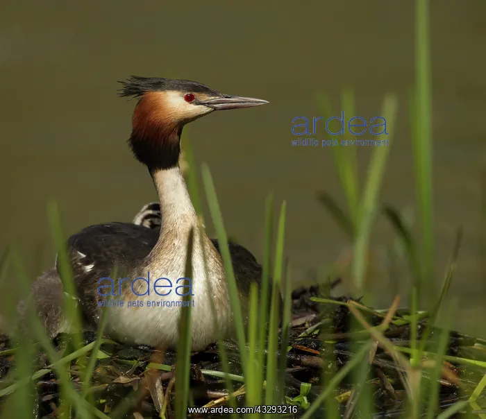 : 80199240 Great Grested Grebes - parent and chick : 80199240 Great Grested Grebes - parent and chick