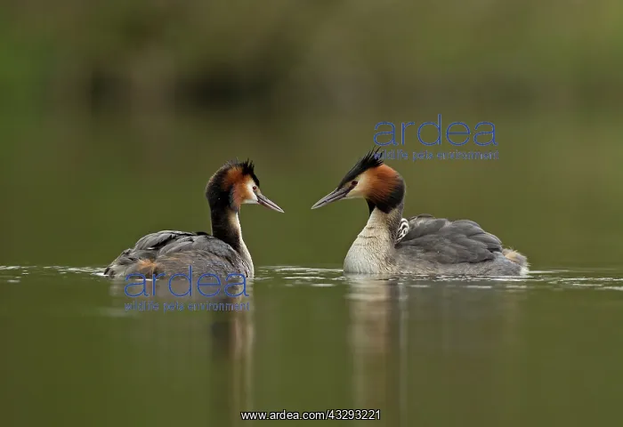: 80199241 Great Grested Grebes - parents and chick : 80199241 Great Grested Grebes - parents and chick