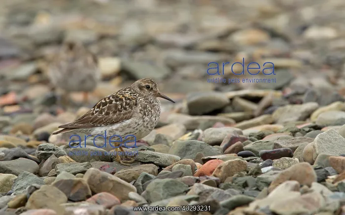 : 80199243 Purple Sandpiper - resting on shoreline : 80199243 Purple Sandpiper - resting on shoreline