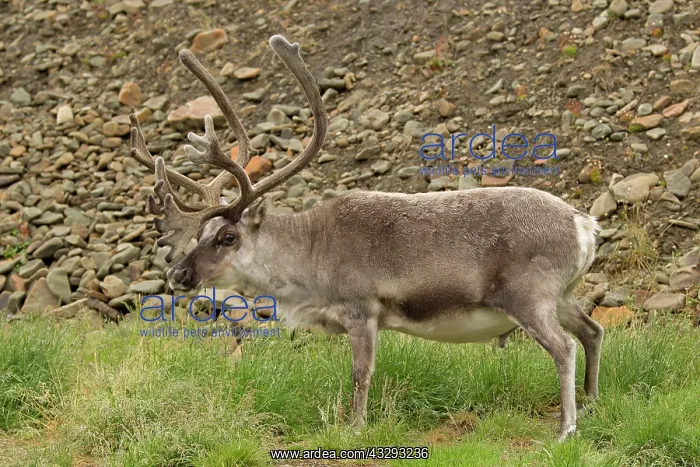  : 80199244 Svalbard Reindeer - urinating and grazing