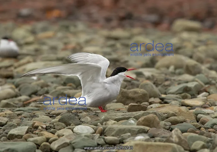 : 80199245 Artic Tern - adult calling from beach nesting : 80199245 Artic Tern - adult calling from beach nesting