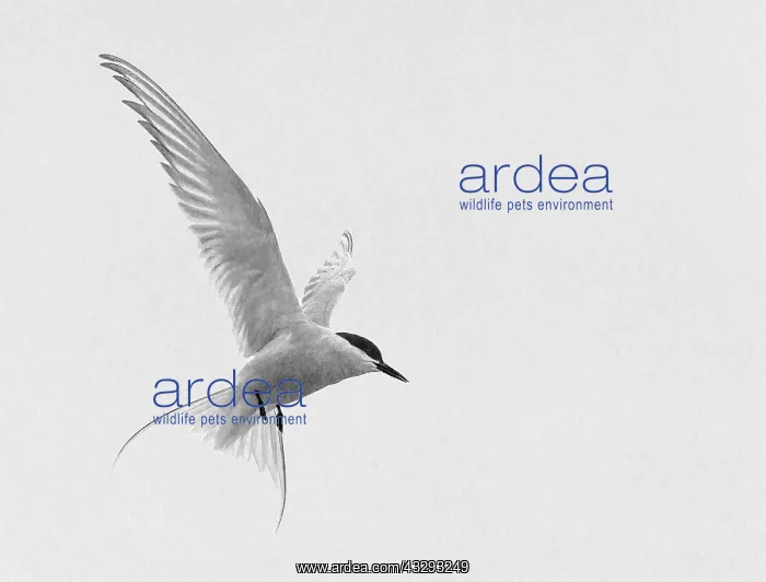: 80199246 Artic Tern - adult in flight over Longyearbyen : 80199246 Artic Tern - adult in flight over Longyearbyen