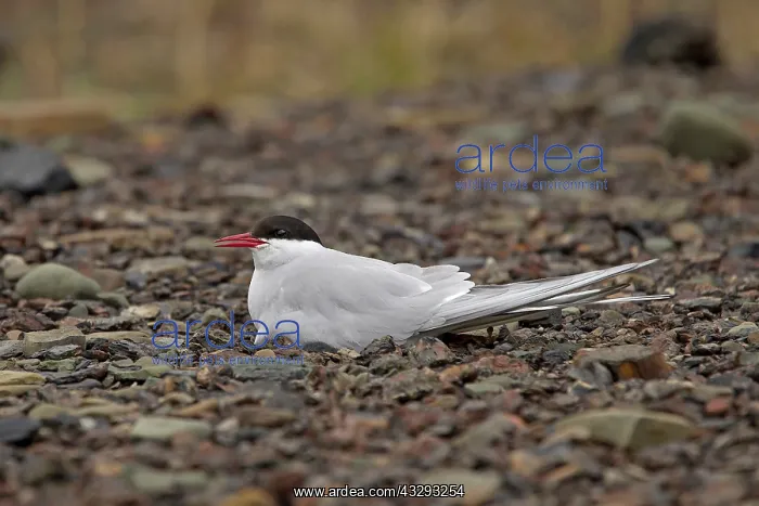 : 80199247 Artic Tern - adult incubating eggs on nest : 80199247 Artic Tern - adult incubating eggs on nest