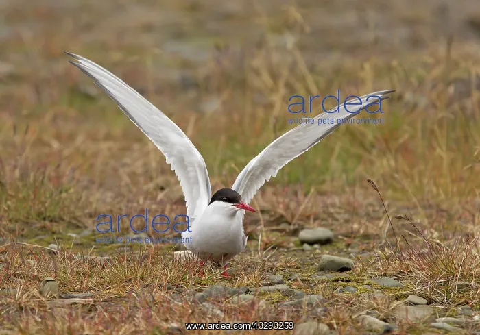 : 80199248 Artic Tern - adult with raised wings landing : 80199248 Artic Tern - adult with raised wings landing